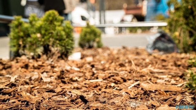 tatrzanska małe (4)